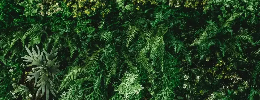 Dense green plant wall with ferns and yellow blooms